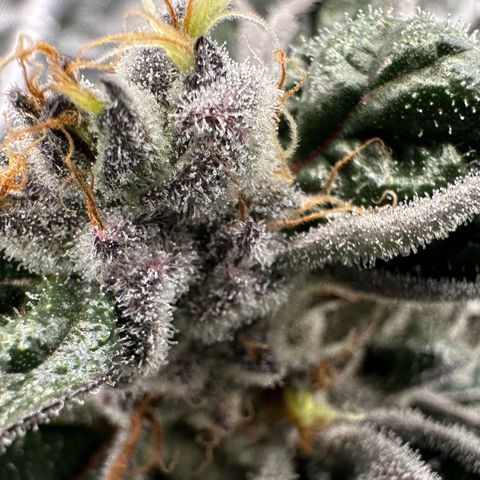 CxLAZ #03 45.52g growlog timeline photo