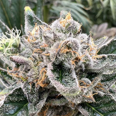CxLAZ #31 58.75g growlog timeline photo