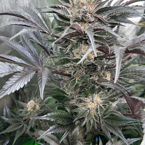 CxLAZ #16 50.72g growlog timeline photo