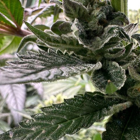 Misc x (LA Kush x Zkittles) #05 growlog timeline photo