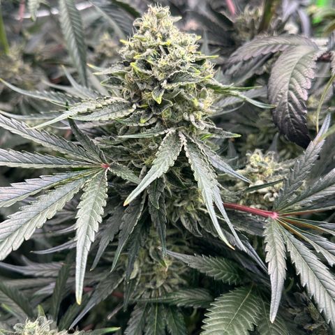 CxLAZ #15 52g growlog timeline photo