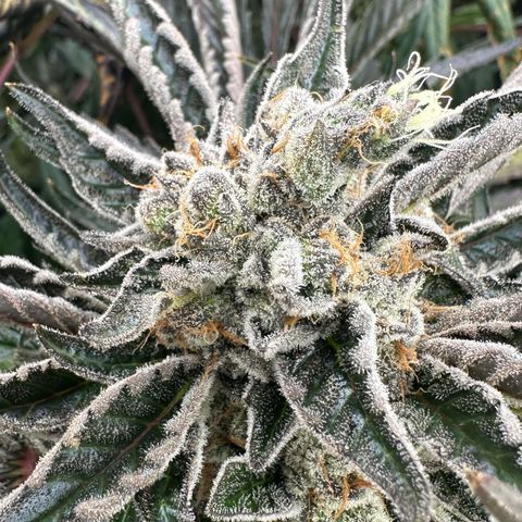 CxLAZ #16 50.72g growlog timeline photo