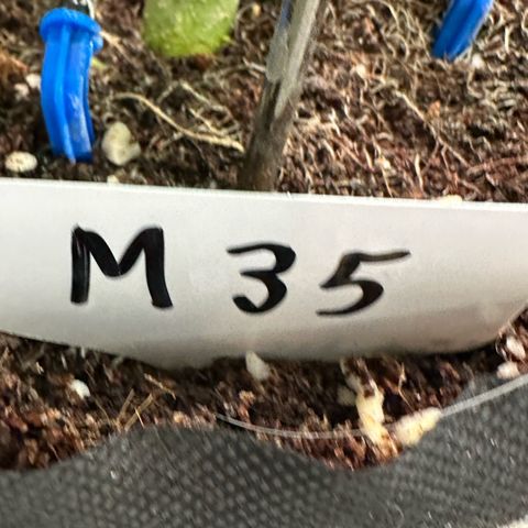 Misc x (LA Kush x Zkittles) #35 28.55g growlog timeline photo
