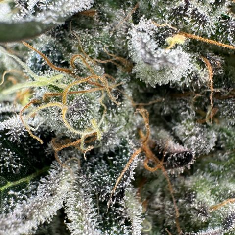 CxLAZ #24 37.13g growlog timeline photo