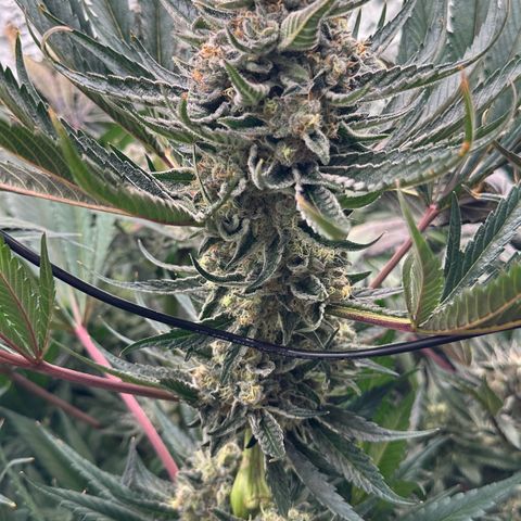 CxLAZ #31 58.75g growlog timeline photo