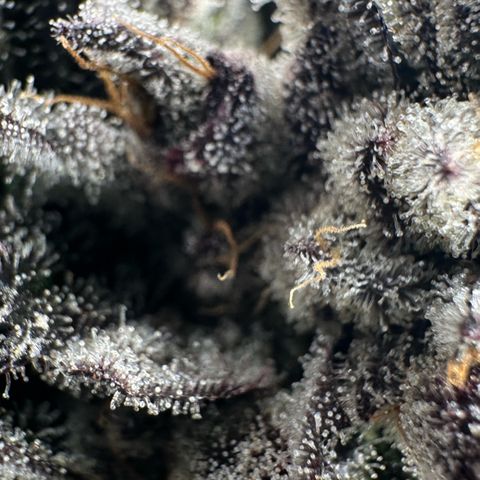 Misc x (LA Kush x Zkittles) #22 34.14g growlog timeline photo