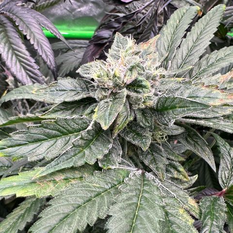 Misc x (LA Kush x Zkittles) #04 10.54g growlog timeline photo