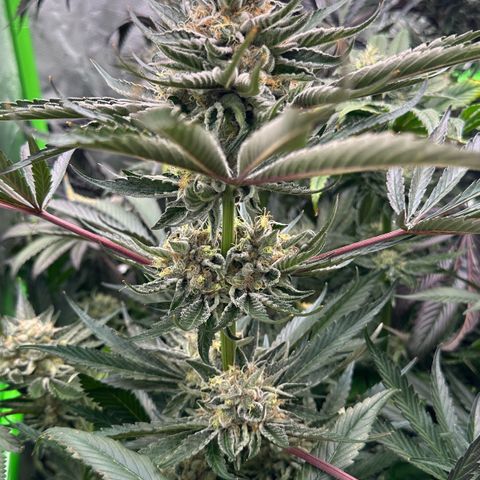 CxLAZ #11 50.28g growlog timeline photo