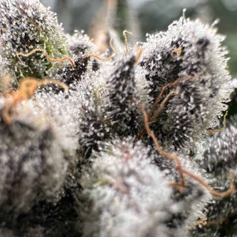 Misc x (LA Kush x Zkittles) #29 25.69g growlog timeline photo