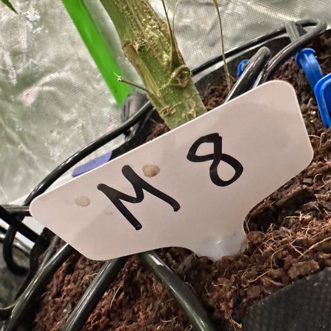 Misc x (LA Kush x Zkittles) #08 growlog timeline photo