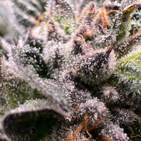Misc x (LA Kush x Zkittles) #35 28.55g growlog timeline photo