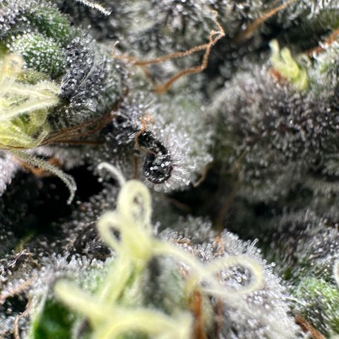 CxLAZ #24 37.13g growlog timeline photo