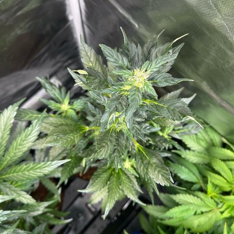 Auto Think Different  #3 growlog timeline photo