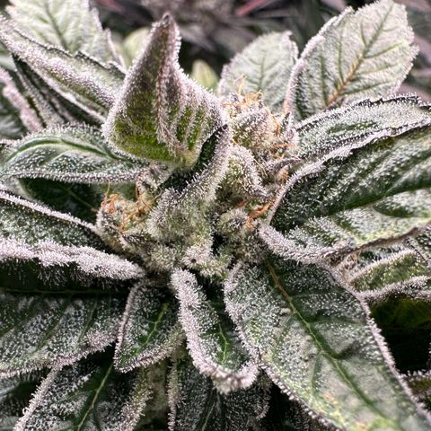 Misc x (LA Kush x Zkittles) #28 13.53g growlog timeline photo
