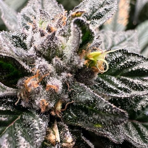 Misc x (LA Kush x Zkittles) #35 28.55g growlog timeline photo