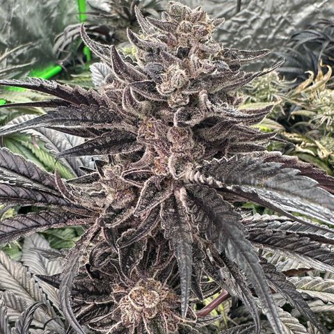 Misc x (LA Kush x Zkittles) #22 34.14g growlog timeline photo