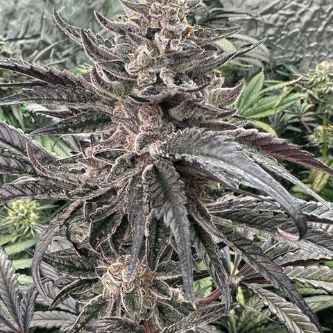 Misc x (LA Kush x Zkittles) #22 34.14g growlog timeline photo