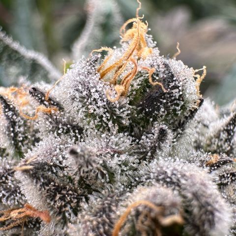 CxLAZ #31 58.75g growlog timeline photo