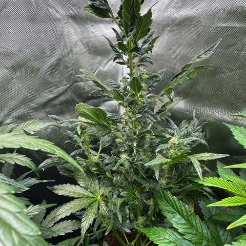 Auto Think Different  #3 growlog timeline photo