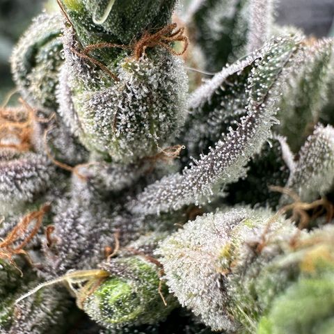 Misc x (LA Kush x Zkittles) #23 28.19g growlog timeline photo