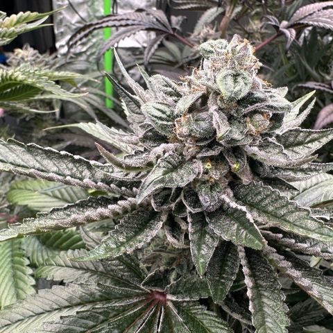 Misc x (LA Kush x Zkittles) #05 growlog timeline photo