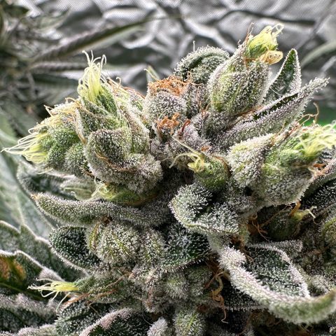 Misc x (LA Kush x Zkittles) #23 28.19g growlog timeline photo