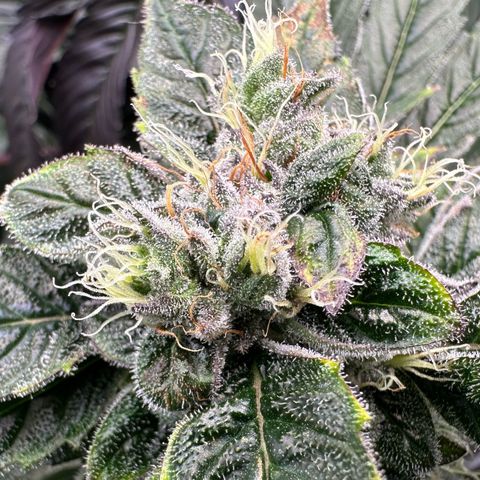 Misc x (LA Kush x Zkittles) #04 10.54g growlog timeline photo