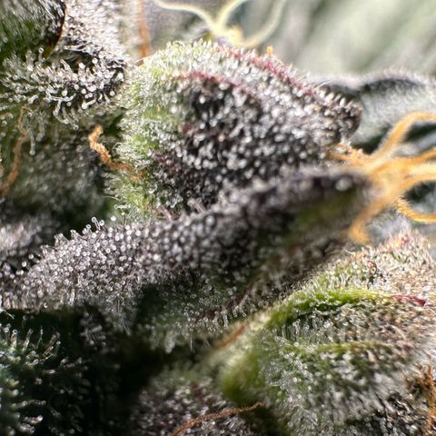 Misc x (LA Kush x Zkittles) #33 19.08g growlog timeline photo