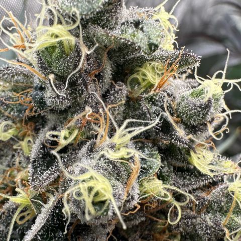 CxLAZ #24 37.13g growlog timeline photo