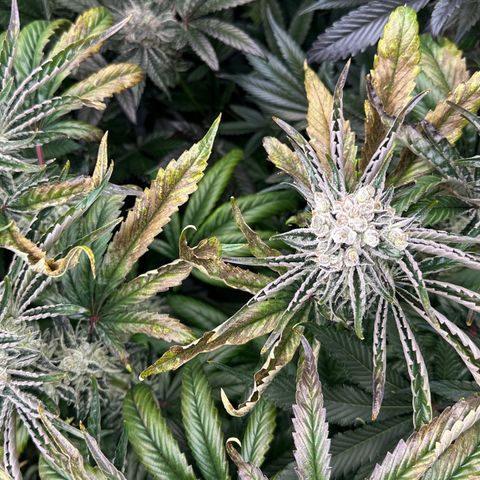 Misc x (LA Kush x Zkittles) #26 60.7g growlog timeline photo