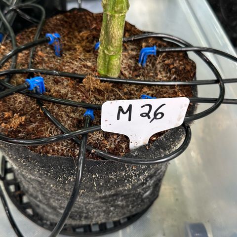 Misc x (LA Kush x Zkittles) #26 60.7g growlog timeline photo