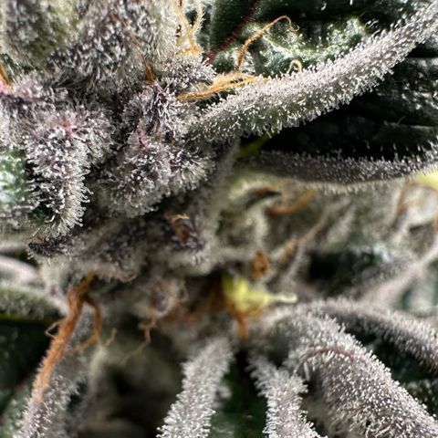 CxLAZ #03 45.52g growlog timeline photo
