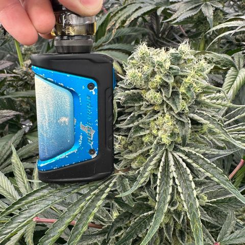 Misc x (LA Kush x Zkittles) #08 growlog timeline photo