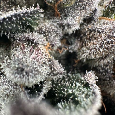 Misc x (LA Kush x Zkittles) #27 33.12g growlog timeline photo