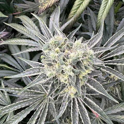 Misc x (LA Kush x Zkittles) #08 growlog timeline photo