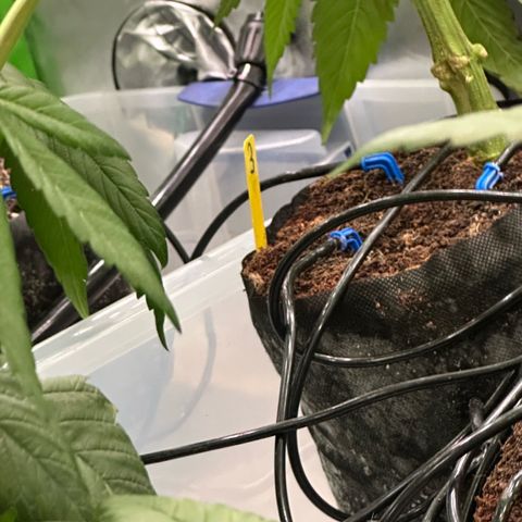 CxLAZ #03 45.52g growlog timeline photo