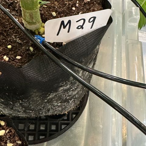 Misc x (LA Kush x Zkittles) #29 25.69g growlog timeline photo