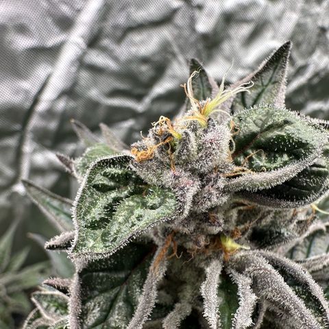 CxLAZ #03 45.52g growlog timeline photo