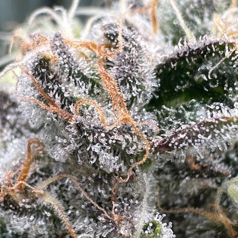 CxLAZ #15 52g growlog timeline photo