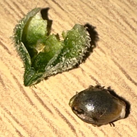 CxLAZ #15 52g growlog photo: First seed