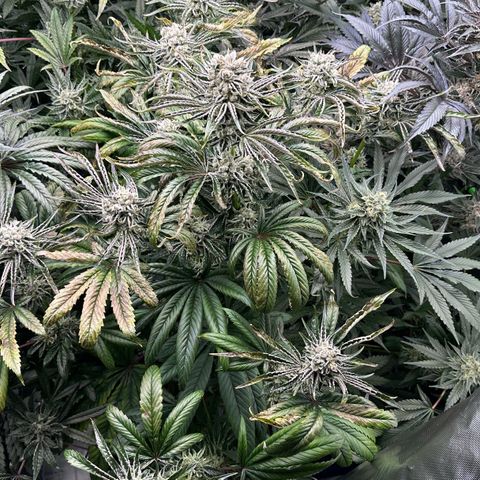 Misc x (LA Kush x Zkittles) #26 60.7g growlog timeline photo