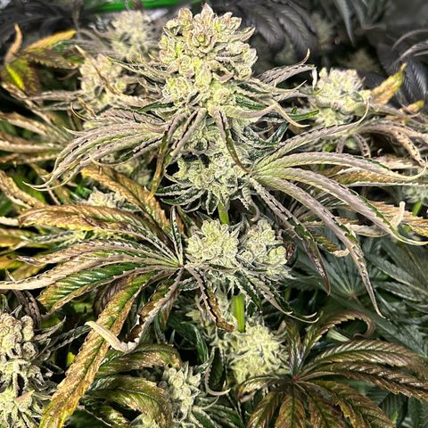 Misc x (LA Kush x Zkittles) #26 60.7g growlog timeline photo