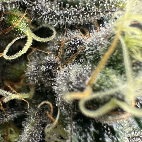 CxLAZ #24 37.13g growlog timeline photo