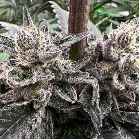 Misc x (LA Kush x Zkittles) #22 34.14g growlog timeline photo