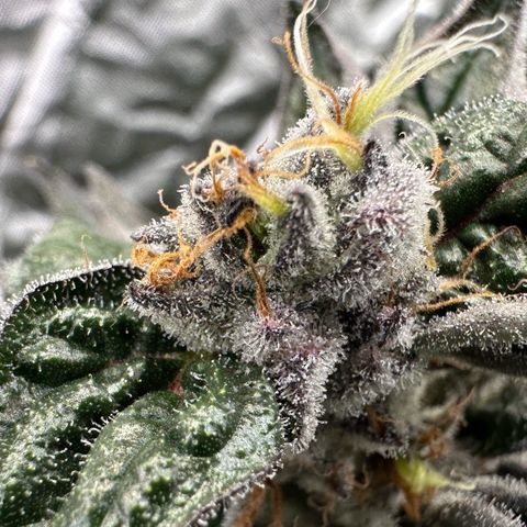 CxLAZ #03 45.52g growlog timeline photo