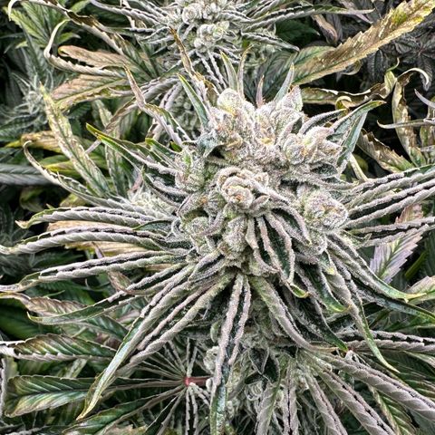 Misc x (LA Kush x Zkittles) #26 60.7g growlog timeline photo