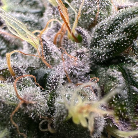 Misc x (LA Kush x Zkittles) #04 10.54g growlog timeline photo