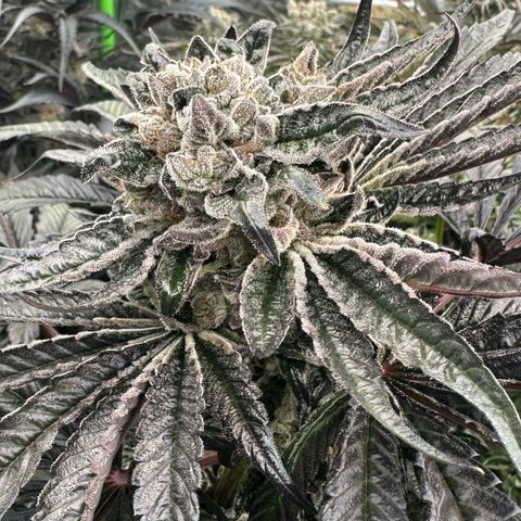Misc x (LA Kush x Zkittles) #27 33.12g growlog timeline photo