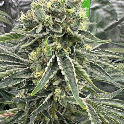 Misc x (LA Kush x Zkittles) #08 growlog timeline photo
