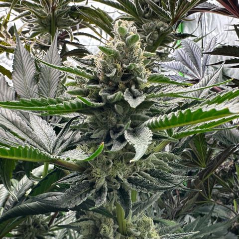 CxLAZ #06 growlog timeline photo